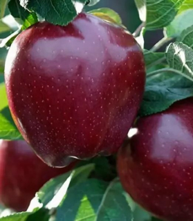  Malus domestica 'Red Chief' 